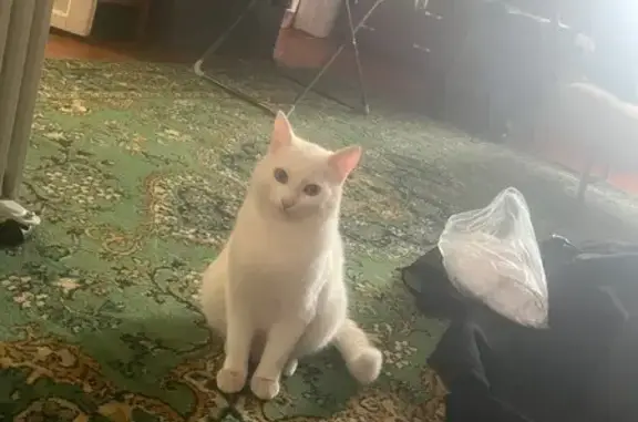 Пропал кот, улица Урицкого, 31, Верхний Уфалей - зелёный ошейник - photo