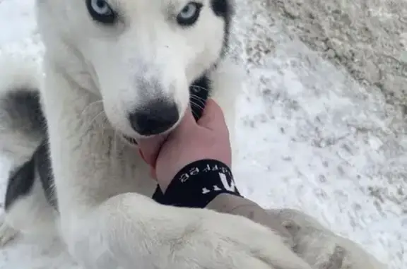 Найдена собака, Барнаул, фото: Найдена собака, улица Юрина, Барнаул - подбегает ко всем