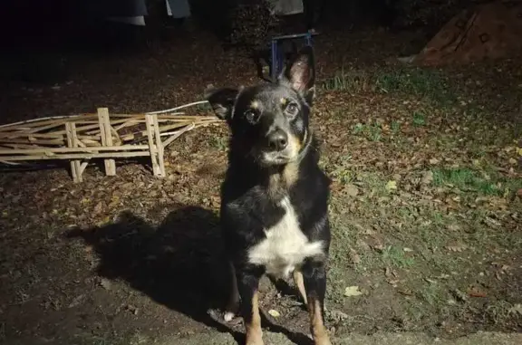 Пропал собака, 03К-370, Васильевка, Новороссийск - отзывается на кличку Локи - photo