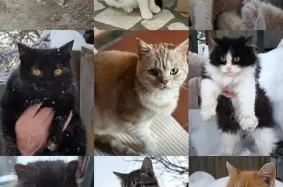 Найдена кошка, Бирск, фото: Найдена кошка, Больничный переулок, 4А, Бирск