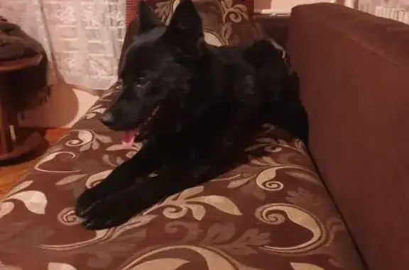 Пропала собака, Волгоградская улица, Воронеж - чёрный с ошейником - photo