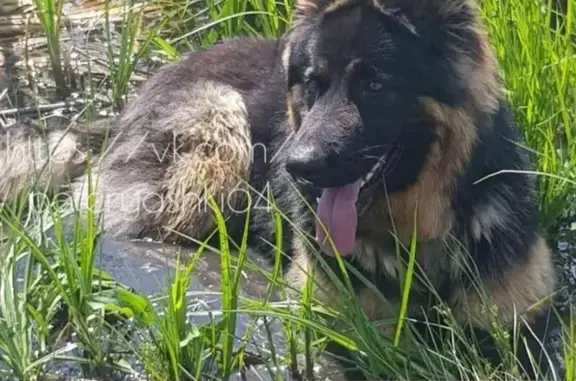 Пропала собака, 11-й Динамовский проезд, 38, Саратов - испугался взрывов - photo