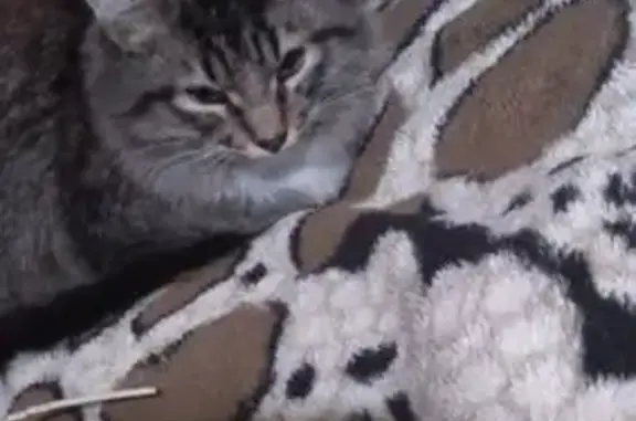 Пропал кот, Бутовая улица, 10, Ковров - серо-коричневый окрас, белая грудка и лапки - photo