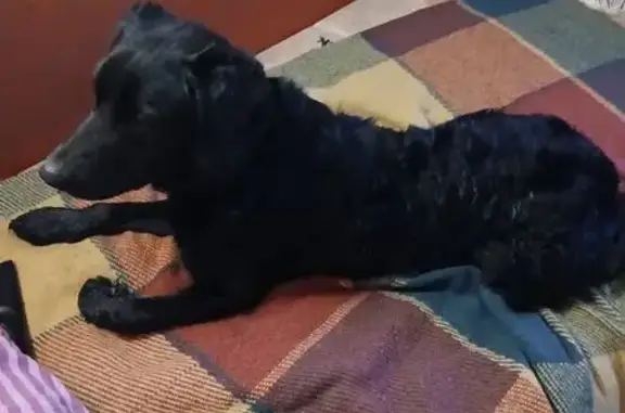 Найдена собака, Раменское, фото: Найдена собака, мужской, улица Михалевича, Раменское - похож на спаниэля