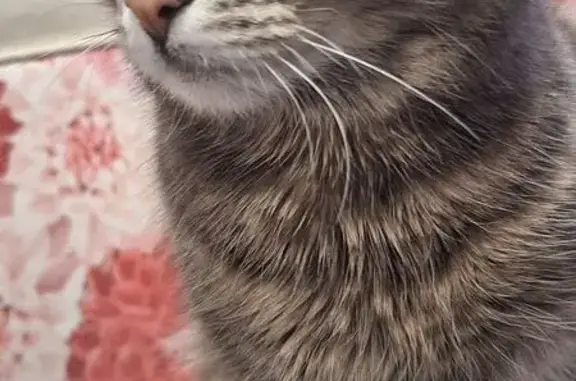 Найдена кошка, Новосибирск, фото: Найдена кошка, Линейная улица, 31/2, Новосибирск - коричнево-серого окраса