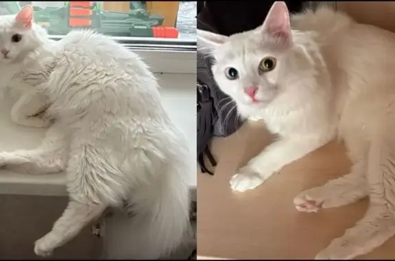 Пропал кот, Геодезическая улица, 6Б, Обь - белый с разными глазами - photo