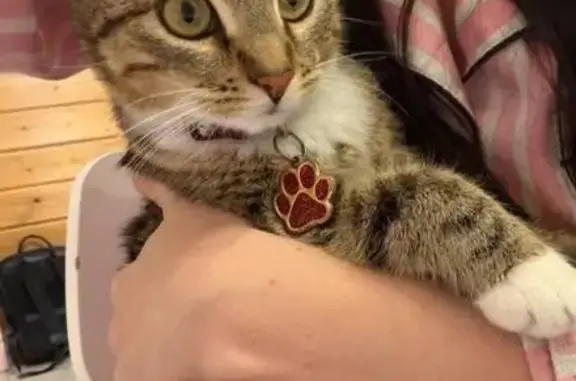 Пропала кошка, Ульяновск - белые лапки, ошейник, молодая 2 года - photo