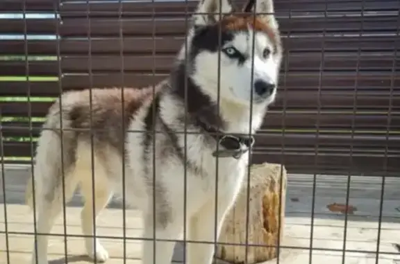 Пропал собака, Айдаровское сельское поселение - разноцветные глаза - photo