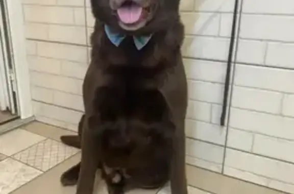 Пропал собака, улица Матросова, 9, Ростов-на-Дону - лабрадор шоколадного цвета - photo