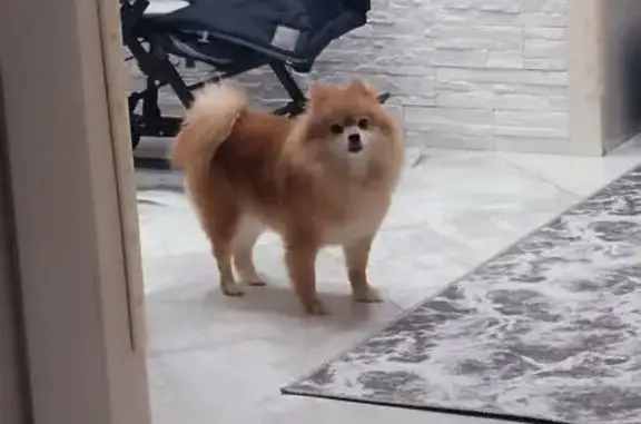 Пропала собака, Свобода, 17, Кемерово - рыжий немецкий шпиц - photo