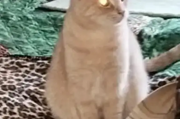 Пропал кот, проспект Просвещения, 9, Санкт-Петербург - светло-бежевый, очень пугливый - photo