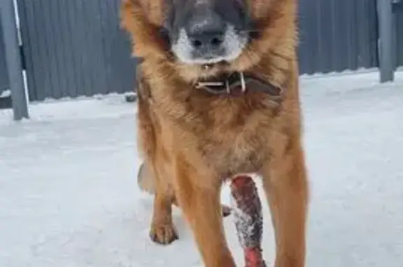 Пропал собака, улица Мичурина, 1А, Чистополь - откликается на кличку Ессон - photo