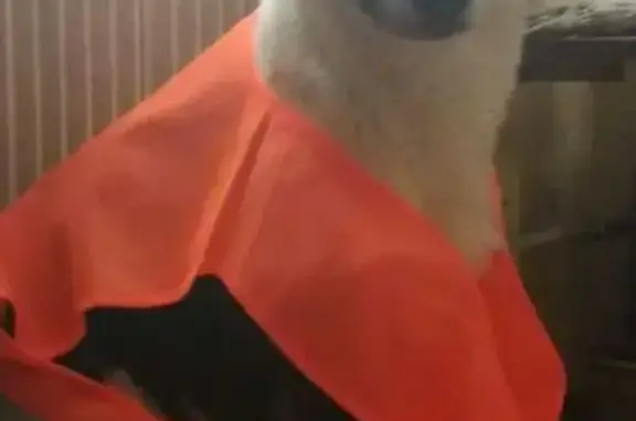 Пропала собака, Третьяковская улица, Борисоглебск - старая, 18 лет - photo