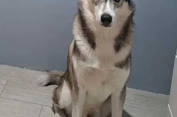 Пропал собака, улица Чайковского, Хабаровск - хаски с разными глазами - photo