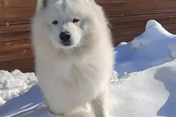 Пропал собака, 7-я Кадышевская улица, 16, Казань - белый самоедский мальчик - photo