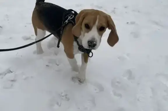 Пропала собака, Вологодская улица, 79, Уфа - photo