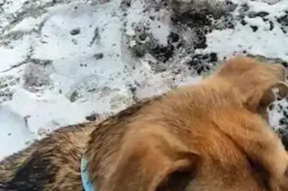 Найденные животные Красноярск, фото: Найдена собака, около затонской 5, Красноярск