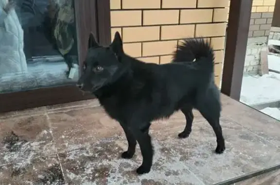 Пропал собака, улица Ярослава Белова, 32, Отрадное - кобель породы шипперке по кличке Рокки - photo