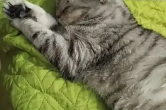 Кошки потеряшки, Ярославль, фото: Потеряшка кошка, проезд Матросова, 10А, Ярославль - серая чуть пушистая с полосочками