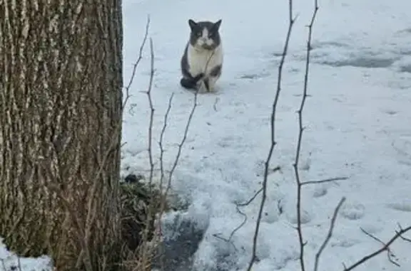 Найденные животные Красницы (гатчинский), фото: Найден кот, 1-я линия, Красницы (гатчинский) - серый с белым, большая голова