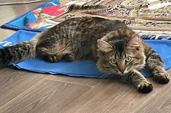 Пропала кошка Мальчик, Уфа (rl1150847) - photo