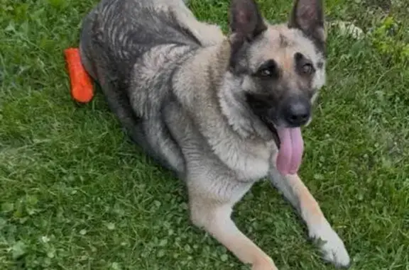 Пропала собака, переулок Пархоменко, 4, Тула - восточно европейская овчарка - photo