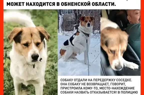 Пропала собака, Улица Богданова, Москва - photo