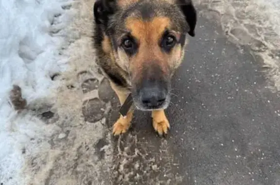 Найдена собака, Москва, фото: Найден собака, Открытое шоссе, Москва - рыжая с двумя ошейниками