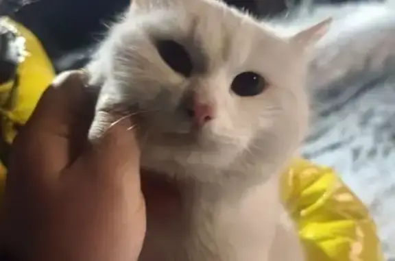 Найдена кошка, Щёкино, фото: Найдена кошка, д. Крюково, Веневское шоссе, Щёкино