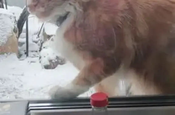 Пропал кот, переулок Липового, 97, Бийск - ошейник от блох - photo