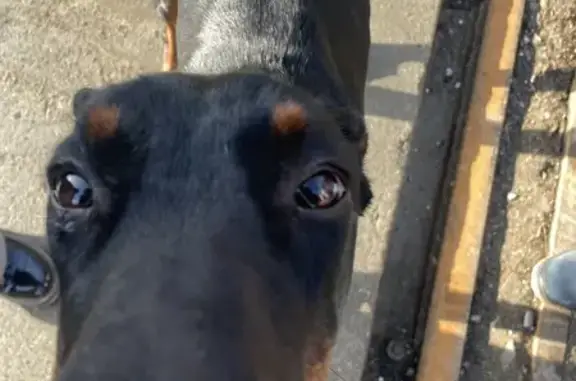 Найдена собака, Калининград, фото: Найдена собака, улица Александра Суворова, Калининград - доберман с ошейником