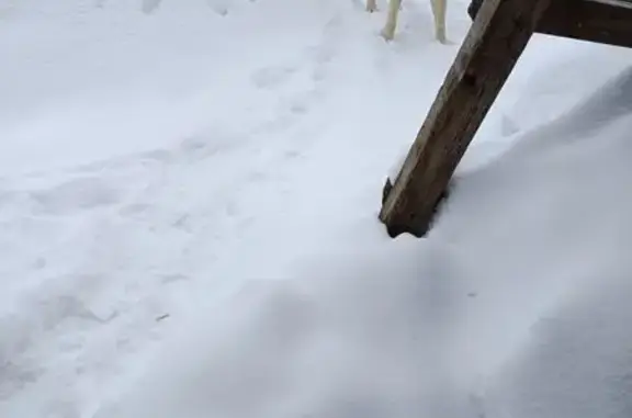 Найдена собака, Черниченка, фото: Найден собака, Кориково, Владимирская область - мужской с ошейником