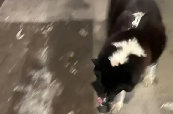 Пропала собака, 2-я линия, 26, Мурино - черно-белая лайка с белым пятном - photo