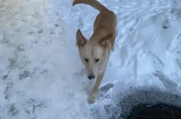 Найдена собака, Дзержинск, фото: Найден собака, улица Рудольфа Удриса, Дзержинск - рыжий кобель по кличке Джек