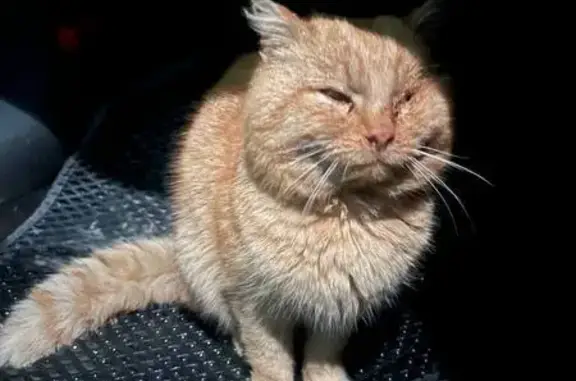 Найдена кошка, Каменка, фото: Найден кот, мужской, около остановки «Кладбище», Каменка