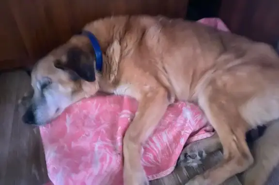 Найдена собака, Нижний Новгород, фото: Найден собака, мужской, улица Чкалова, 41, Нижний Новгород - возрастной рыжий кобель