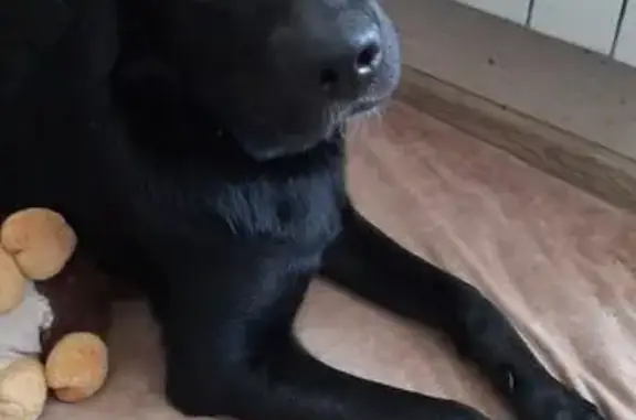 Найдена собака, Нижний Новгород, фото: Найдена собака, женский пол, улица Баумана, Нижний Новгород - фенотип лабрадора