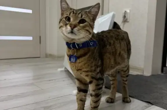 Найденные животные Краснодар, фото: Найден кот, улица Благоева, 14, Краснодар - лесной окрас, похож на бенгала