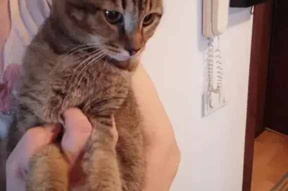 Найденные животные Оренбург, фото: Найдена кошка, улица Родимцева, Оренбург - вислоухий мальчик подросток