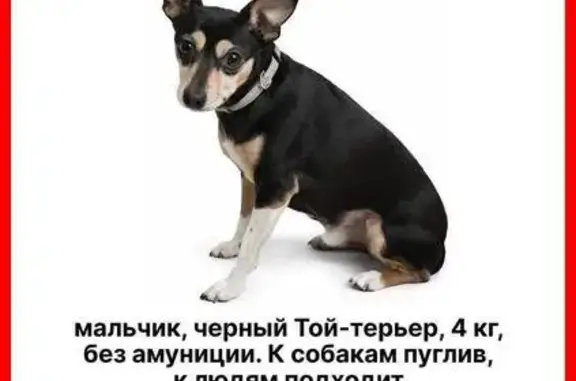Пропал той терьер, Марьинский бульвар, 3, Москва - чёрный с белыми лапками - photo
