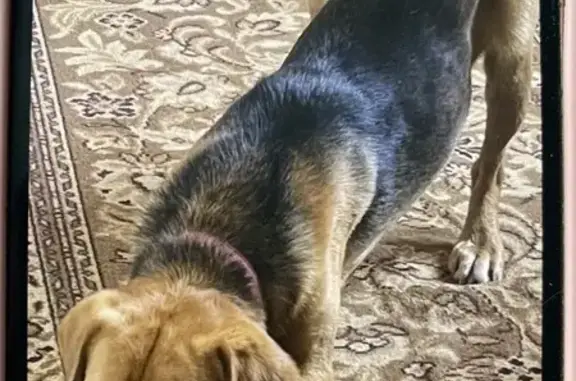 Найденные животные Курск, фото: Найден собака, Запольная улица, городской округ Курск - кобель бигль с красным ошейником