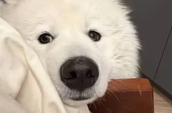 Собаки потеряшки, Старобжегокай, фото: Потеряшка собака, Лимонная улица, 11, Старобжегокай - крупный, белый и пушистый