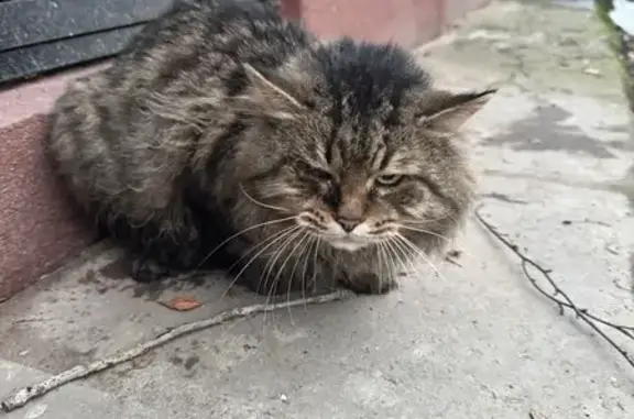 Найдена кошка, Санкт-Петербург, фото: Найдена кошка, проспект Космонавтов, Санкт-Петербург - сибирской породы