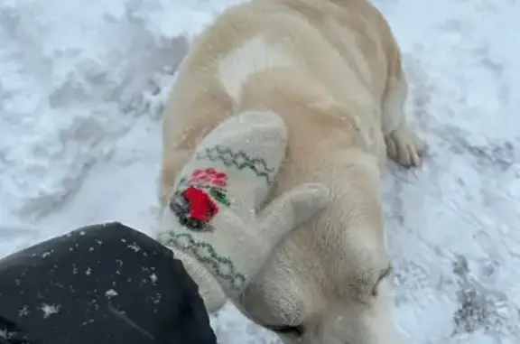 Собаки потеряшки, Лобня, фото: Потеряшка собака, Краснополянская улица, 33, городской округ Лобня - алабай светлого окраса