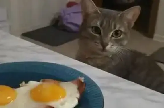 Пропала кошка, Пермская улица, 47, Средняя Ахтуба - серая в полоску, белый ошейник - photo