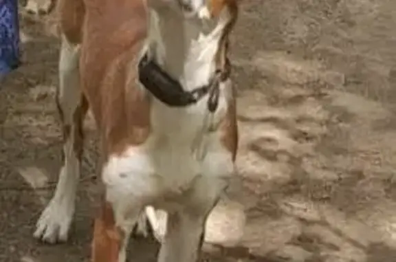 Пропала собака, Можайск, Московская область - две суки породы поденко ибиценко - photo