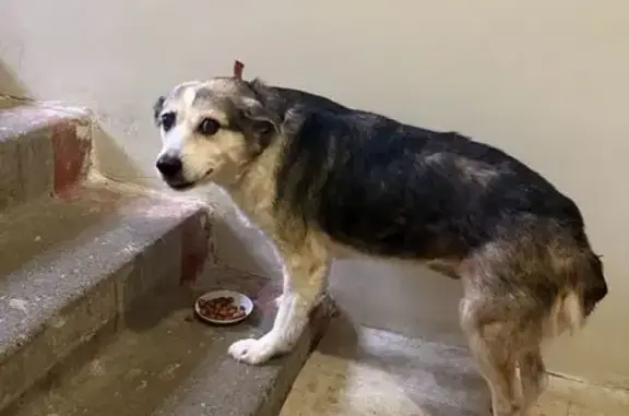 Найдена собака, Сочи, фото: Найдена собака, улица Быдха, 38, Сочи - девочка с розовым ошейником