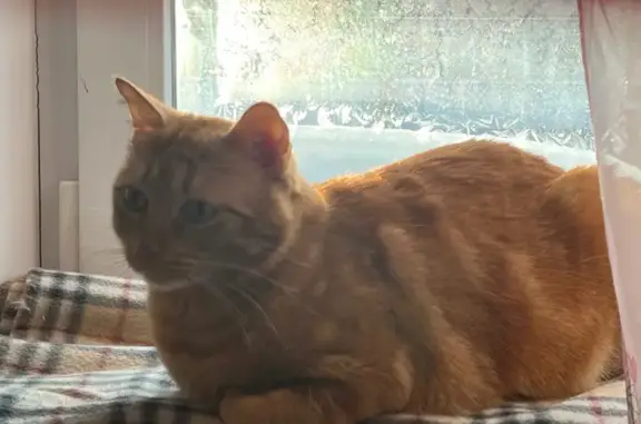 Потерянные животные Череповец, фото: Пропал кот, улица Космонавта Беляева, Череповец - рыжий и короткошёрстный