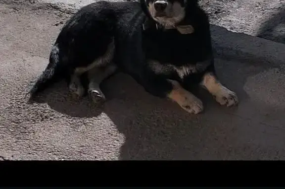 Потерянные животные Беслан, фото: Пропала собака, Кавказ, Бесланское городское поселение, Беслан - чёрная в ошейнике