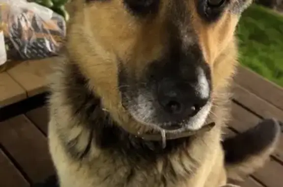 Пропала собака, улица Ветеранов, 43, Киров - немецкая овчарка с ошейником - photo